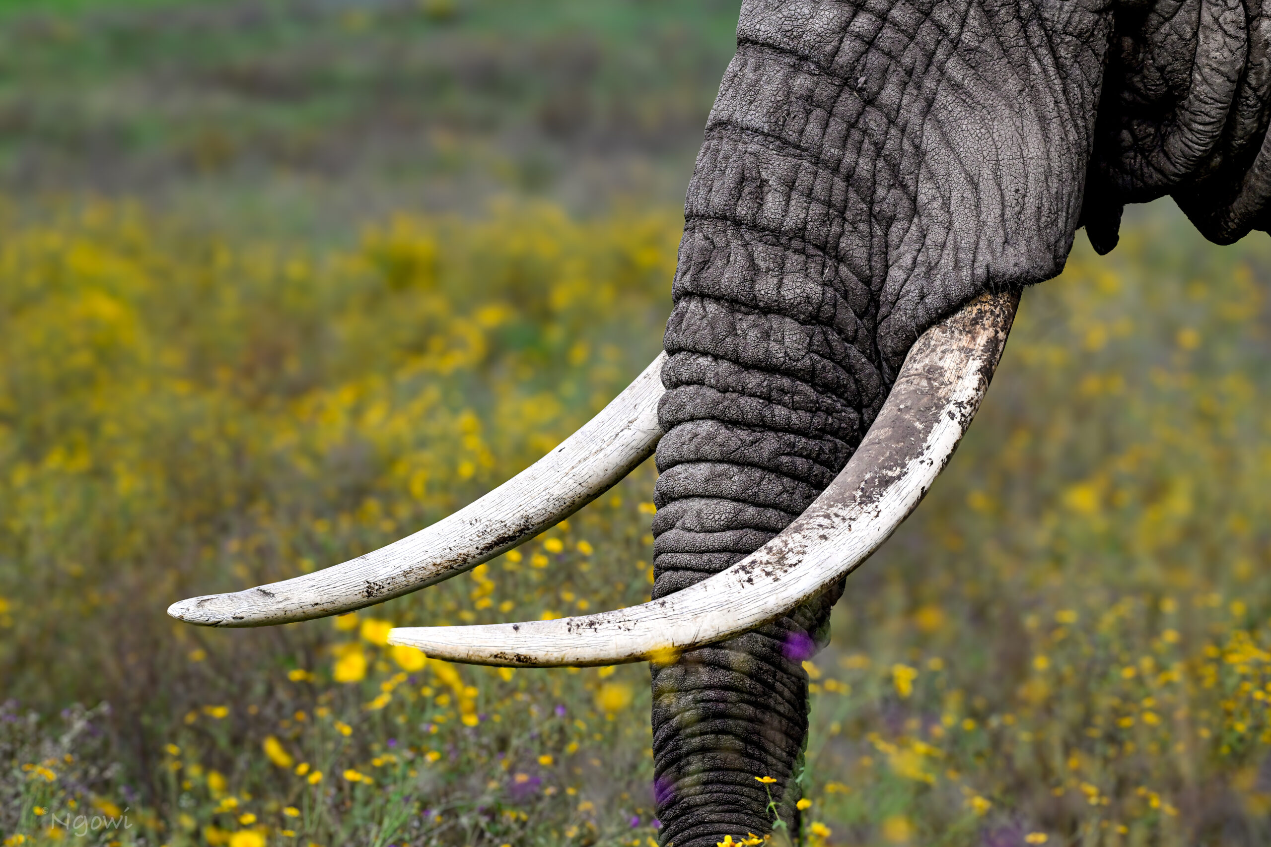 (1)photography remove the two that has guides with came and elephant on the background