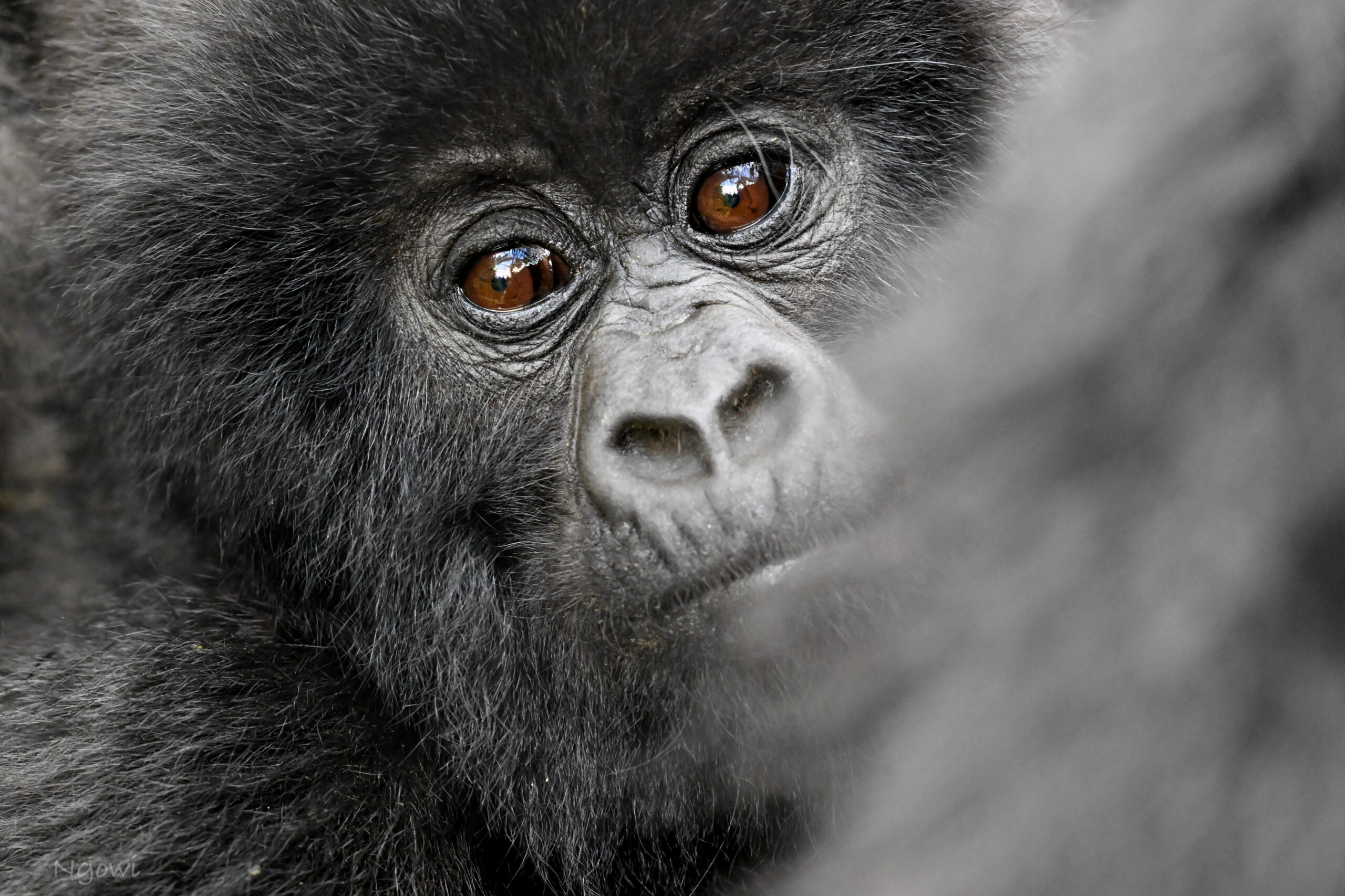 (2)photography remove the two that has guides with came and elephant on the backgroundjpg